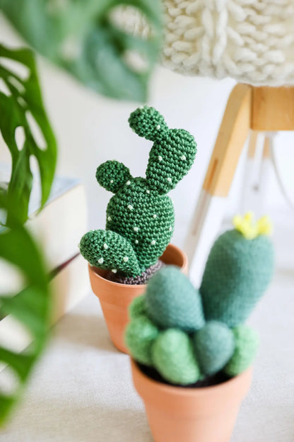 Ear cactus